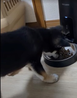飼い主が見守る中自動給餌器でご飯を食べるうちの子